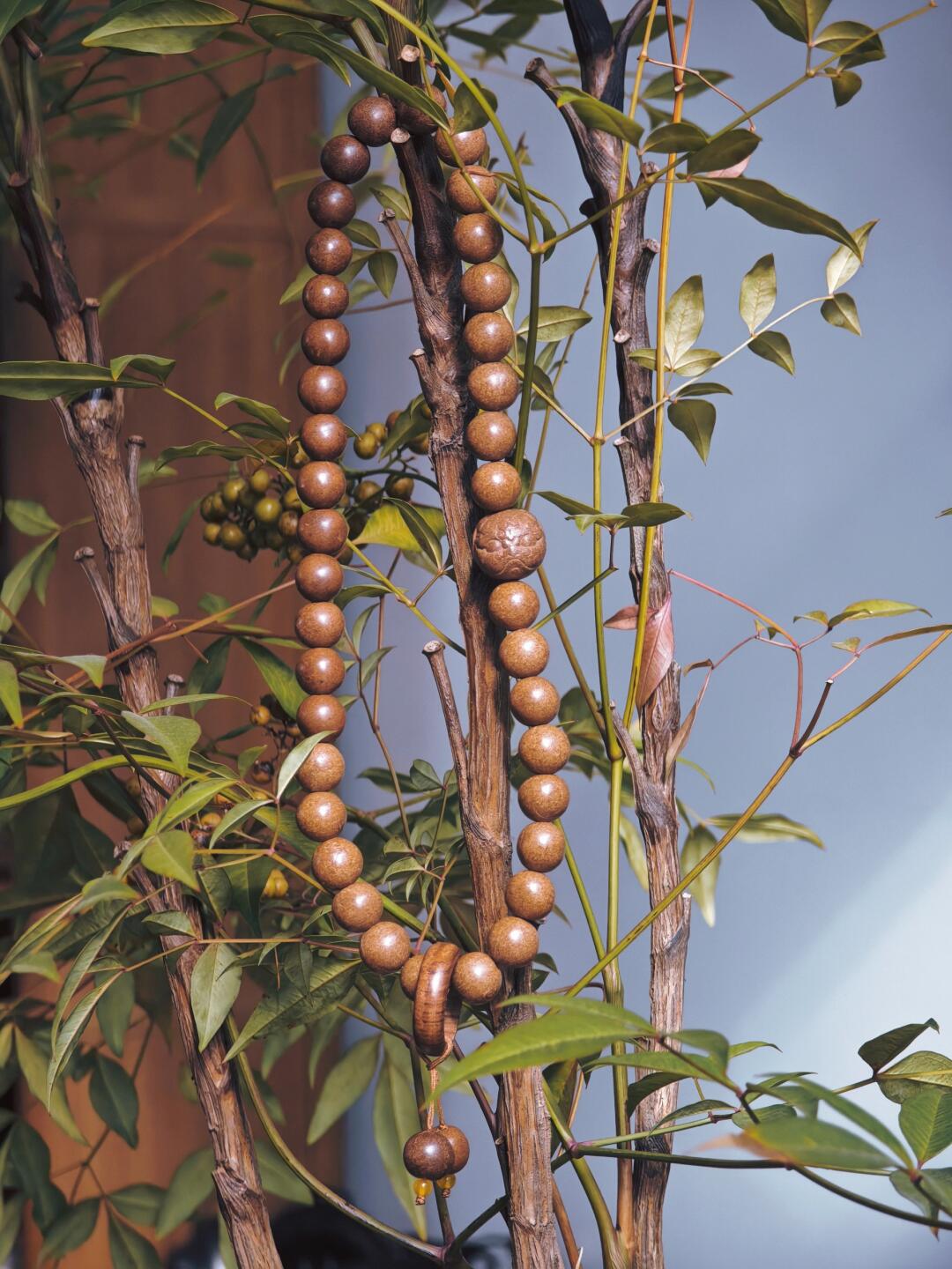 Herbal Bracelet - Imperial Ambergris Fragrance